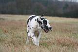 DOGUE ALLEMAND 681